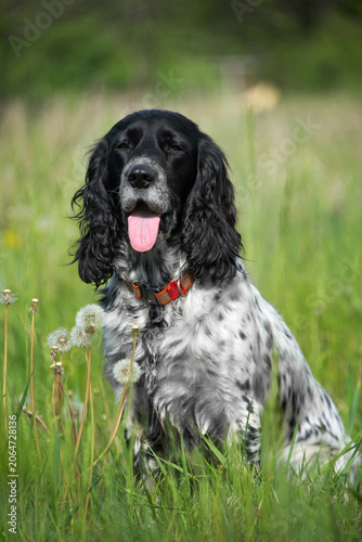 Portrait of a beautiful white with black spots hunting spaniel in a spring field among green grass. Walking with your favorite dog in the city. Hunting dogs.