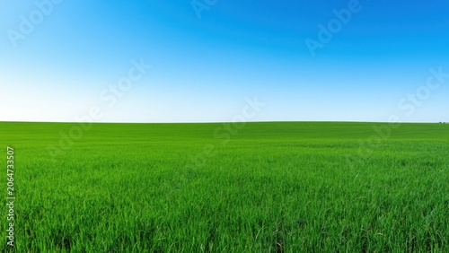 Vast Green Field Under Clear Blue Sky: An expansive, vibrant green field stretches towards a clear, bright blue sky, embodying a sense of open space and natural beauty.