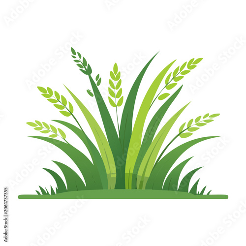 Green wheat grass illustration on white background