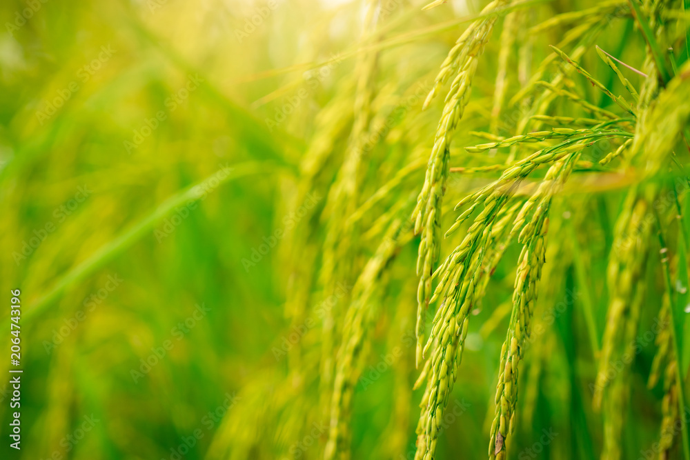 Fototapeta premium Selective focus on ear of rice. Green paddy field. Rice plantation. Organic rice farm in Asia. Rice price in the world market concept. Beautiful nature of farm land. Paddy field. Plant cultivation.