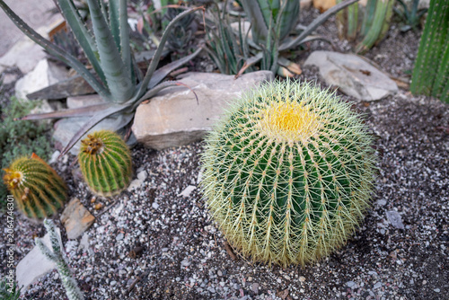 Beautiful round cactus in a desert garden surrounded by rocks and other plants
