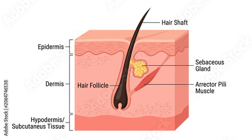Photos Detailed anatomical illustration of a hair follicle in skin layers with labeled components