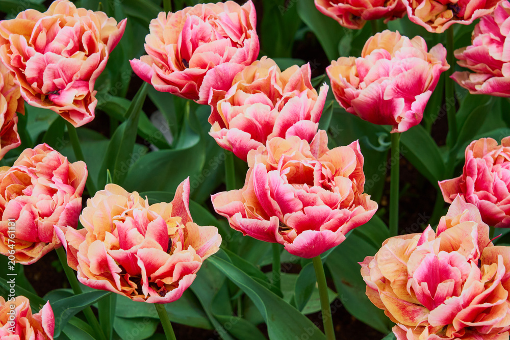 Obraz premium Blooming Pink Tulips in Sunny Spring Garden, Vibrant Floral Field Background
