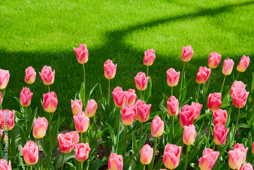 Blooming Pink Tulips in Sunny Spring Garden, Vibrant Floral Field Background