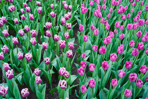 Fringed Pink Tulips Blooming in Spring Garden, Vibrant Floral Field Background