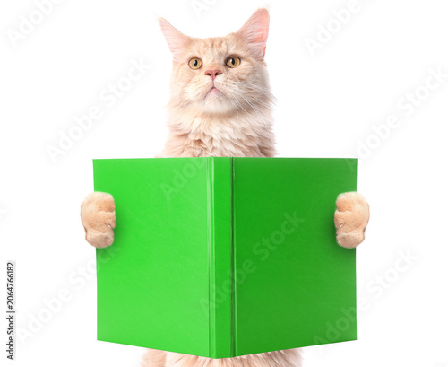 Intelligent maine coon cat ...