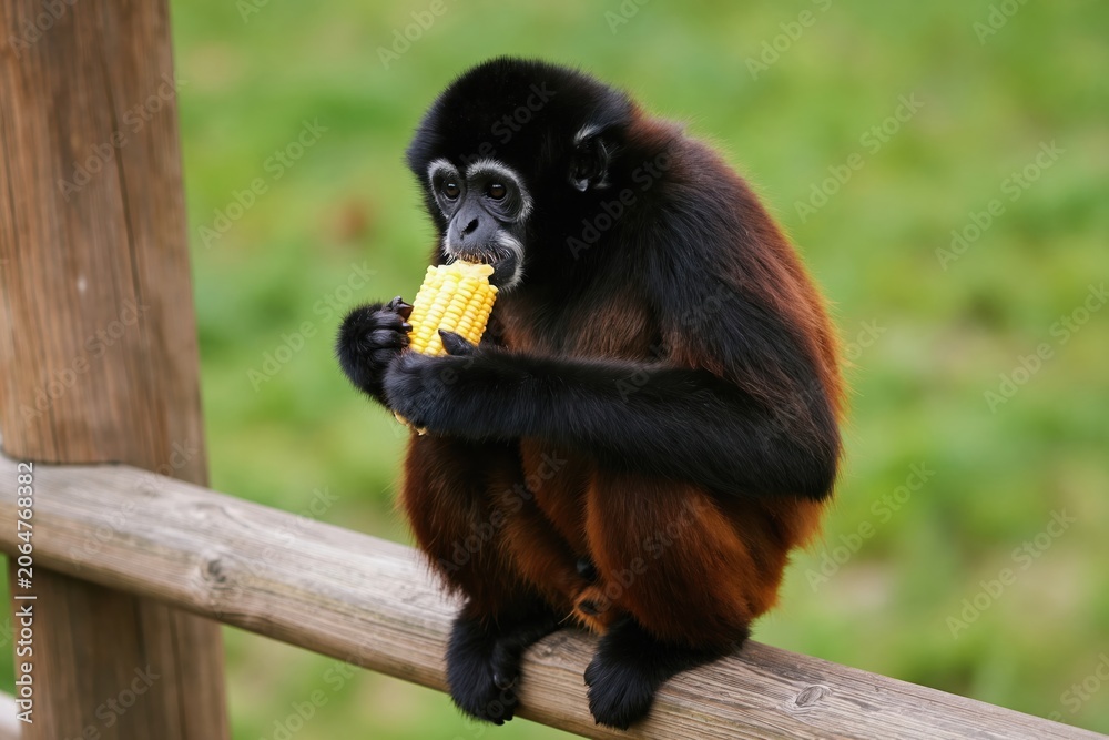 Fototapeta premium Black-headed spider monkey sits on wooden railing eating yellow corn. Primate has black fur on head and limbs with reddish brown body fur. Animal holds cob with hands chewing kernels.