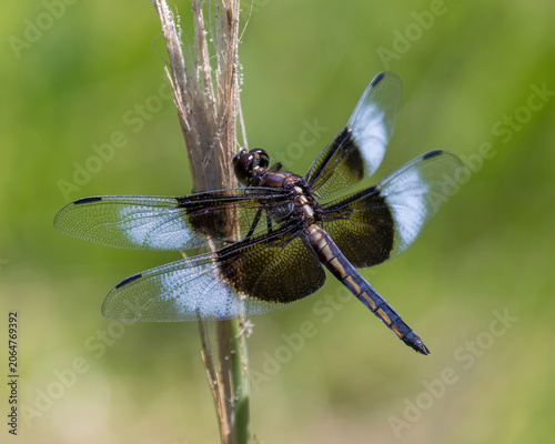 Widow Skimmer female perched on a dried reed stem against a soft green meadow background. Foothills Nature Preserve, Santa Clara County, California.