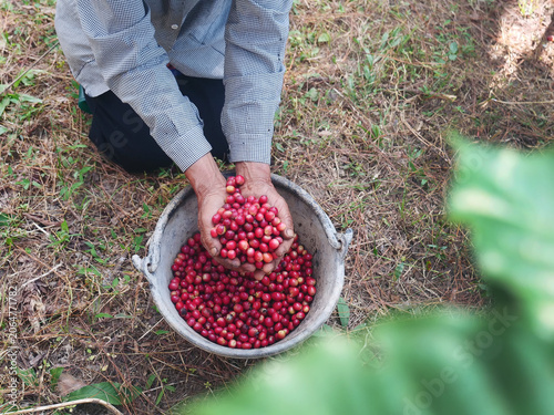 Photos Close up hands harvest red seed in basket robusta arabica plant farm