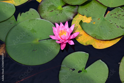 Fotografía スイレンの花