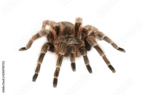 Brazilian Red Tarantula (Nhandu carapoensis)