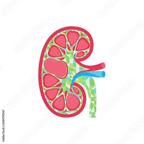 Abstract Kidney Anatomy Illustration