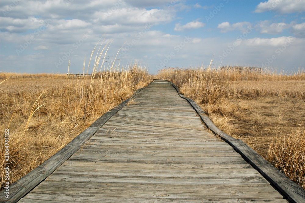 Obraz premium A wooden boardwalk path through a grassy marsh at Bombay Hook National Wildlife Refuge