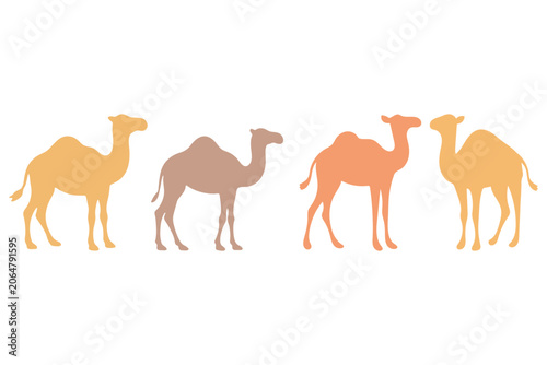 Obraz na płótnie Four Camel Animal Illustration Set