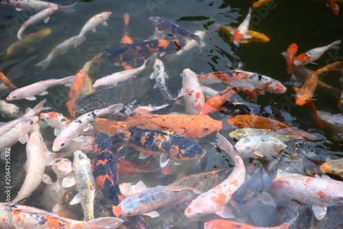 japanese koi fish