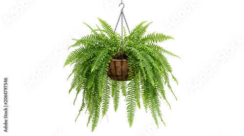 Boston fern lush green foliage hanging in a rustic coconut fiber pot, isolated on transparent background