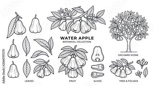 Canvastavla Water Apple Botanical Illustration: Fruit, Leaves, Tree & Slices