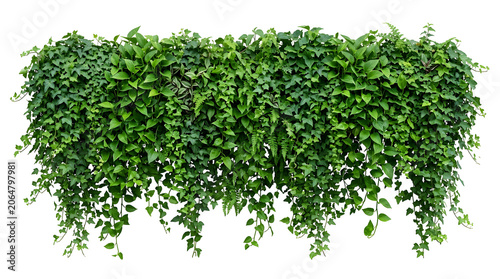 Ivy lush green leaves hanging wall effect dense natural, isolated on transparent background