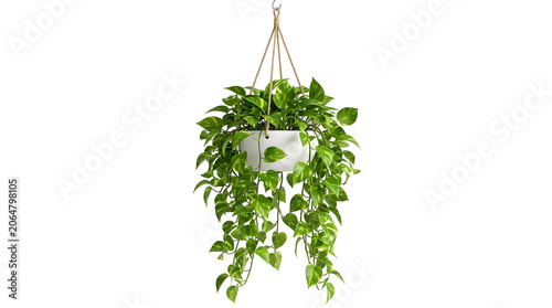 Pothos plant with vibrant green variegated leaves trailing from a white hanging pot, isolated on transparent background