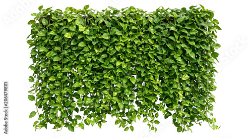 Pothos plant wall with lush green leaves forming a dense tropical vertical garden, isolated on transparent background