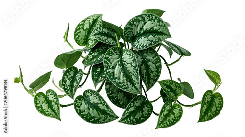 Scindapsus pictus plant with variegated silver heart shaped leaves, isolated on transparent background