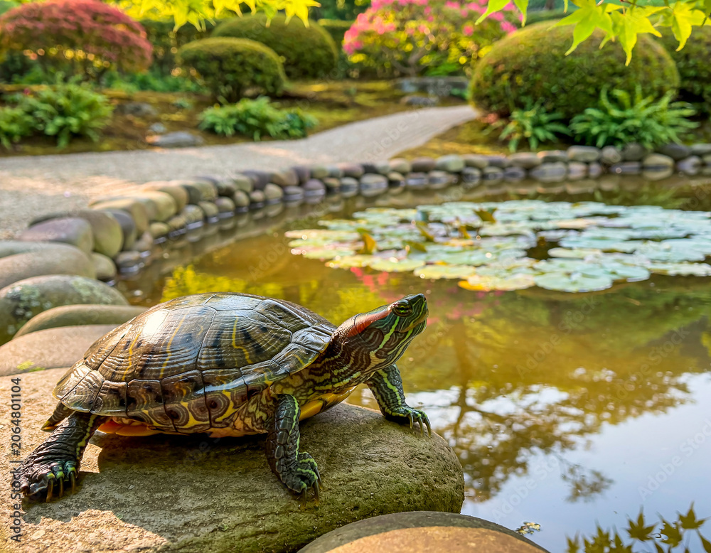 Obraz premium Turtle Resting Near Pond in Natural Habitat