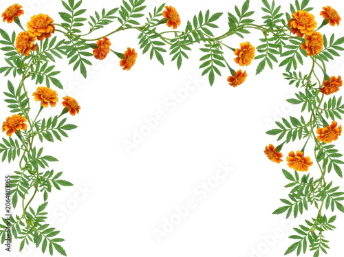 Vibrant orange marigold flowers frame a white background in a beautiful floral border.