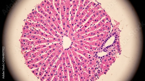 Histology Slide Hematoxylin Eosin H&E Under Microscope — Pathology Tissue Analysis Commercial Stock Photo