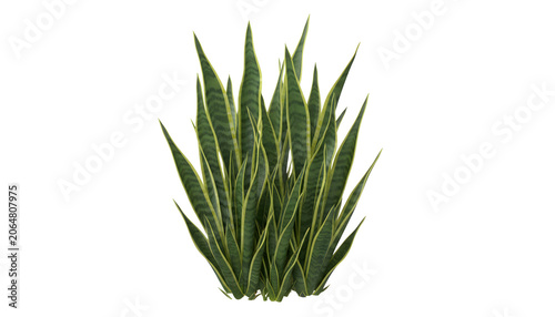 Mature Sansevieria trifasciata plant isolated on transparent background, full snake plant bush cutout for tropical landscape architecture design asset.
