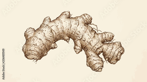 Curved ginger root illustration in vintage style on rustic aged paper.