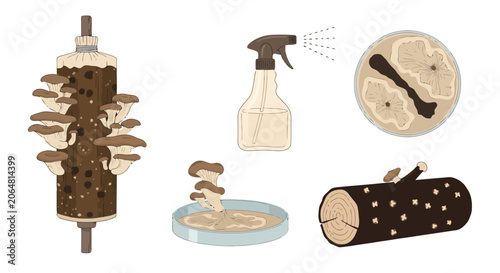 Mushroom Cultivation Process Illustrated Scientific Study.