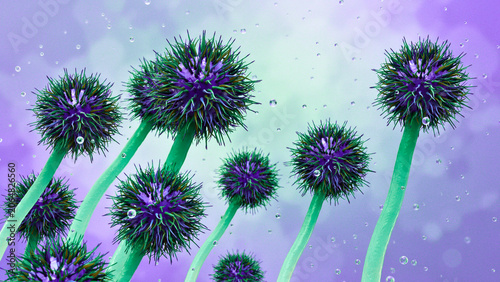 Microscopic View of Aspergillus Fungi Spores Forming Spherical Clusters in a Laboratory Environment