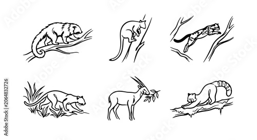 Photography Australian Wildlife Vector Icons, Kangaroo, Koala, Chameleon, Wild Cat, Antelope