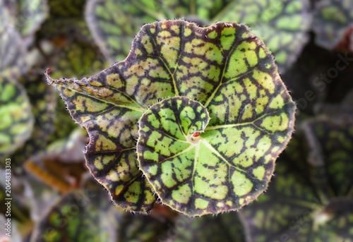 фотографія Begonia Froggy leaf featuring a spiral center with bright green and maroon mosaic patterning