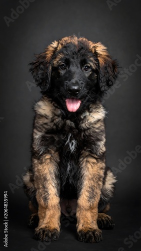 A cute, fluffy, brown and black puppy dog with its tongue out