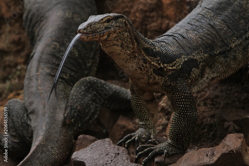 Konstfotografi Close up of a salvator lizard sitting on the ground observing its surroundings b