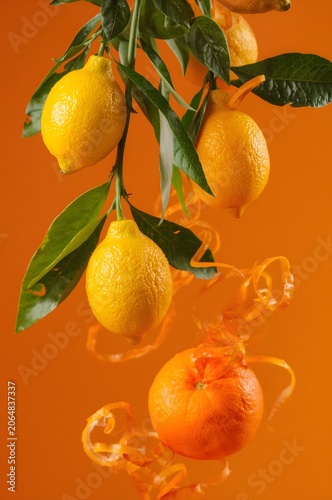Lemon, orange, zest and green leaves in air on orange background