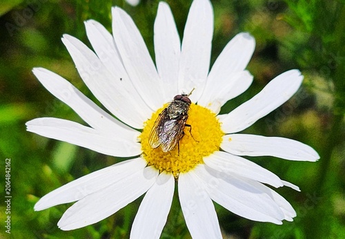 fly  on daisy  flower