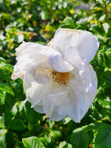 white rose flower