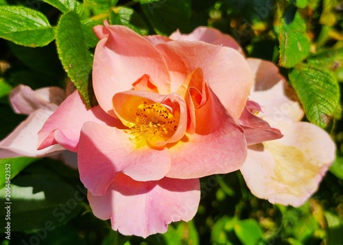pink rose in garden