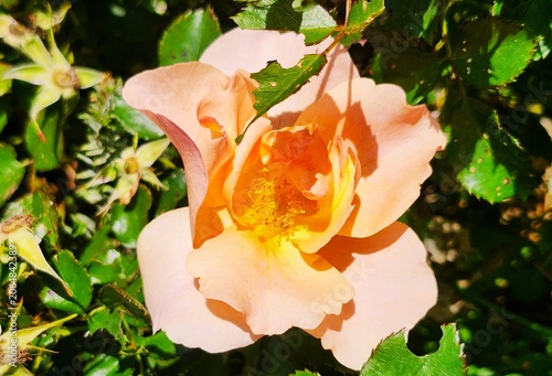 Pink rose in the gaeden