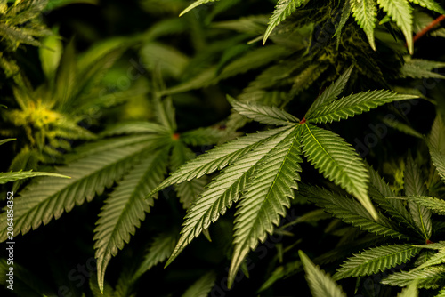 Foto Close Up of Green Cannabis Leaves and Foliage on a Living Plant making a dramati