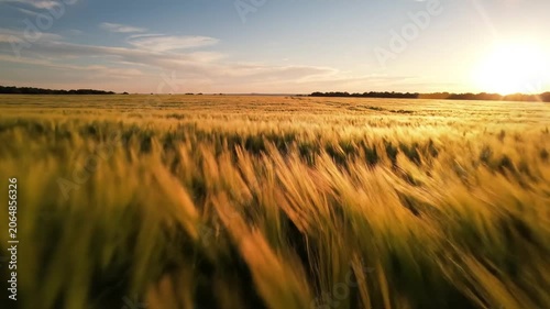 Ripe wheat field under bright sunset sky in countryside.