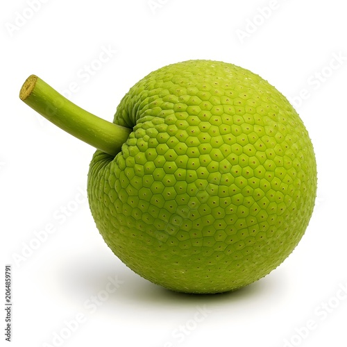 Whole Green Breadfruit with Stem Isolated on White Background - Fresh Exotic Artocarpus Altilis Studio Shot