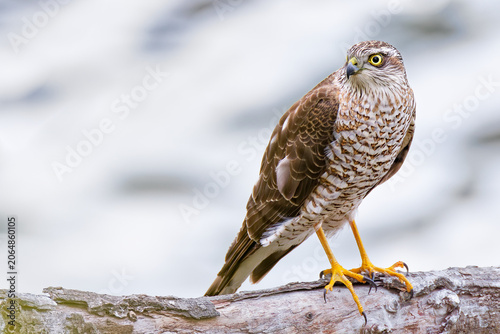 Bild auf Leinwand 水辺の枝の留まるハイタカ(Sparrow Hawk)の幼鳥