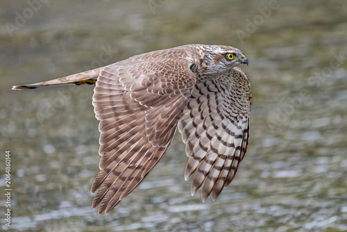 Bild auf Leinwand 目の前を飛んで行くハイタカ(Sparrow Hawk)の幼鳥