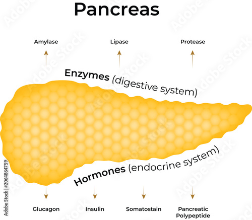 Pancreas Gland with Digestive Enzymes and Endocrine Hormones Diagram