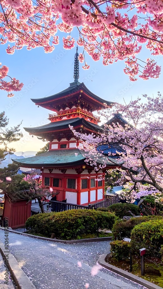 Obraz premium Vibrant Japanese Pagoda Surrounded by Blooming Cherry Blossom Trees at Sunset