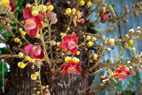 Couroupita guianensis in Thai  Tropical Botanical Garden
