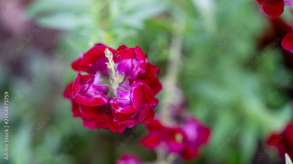 Fototapeta premium snapdragon flower